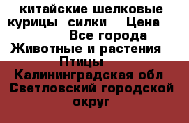 китайские шелковые курицы (силки) › Цена ­ 2 500 - Все города Животные и растения » Птицы   . Калининградская обл.,Светловский городской округ 